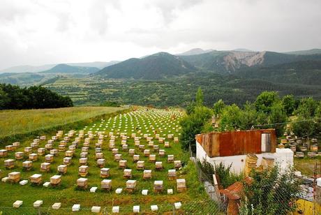 APICULTURA EN RUMANIA - BEEKEEPING IN ROMANIA