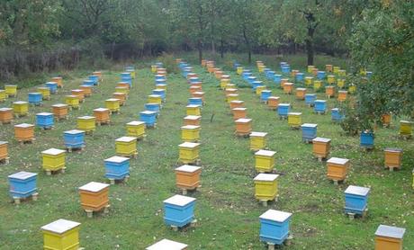 APICULTURA EN RUMANIA - BEEKEEPING IN ROMANIA