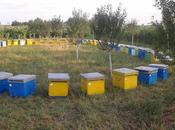 Postales apicolas rumania postcards honey romania.