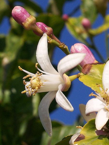 Neroli o flor de azahar para equilibrar cuerpo mente