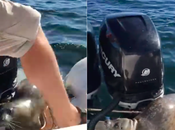 Foca escapa orcas hambrientas subiendose bote observadores ballenas