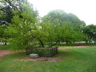 Aromo del Perdón, Plaza Sicilia, Ciudad de Buenos Aires