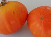 Terminando campaña tomate.