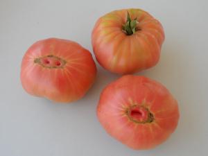 Terminando la campaña del tomate. SAM_3067