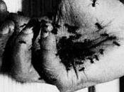 Insectos cultura Anem tarda