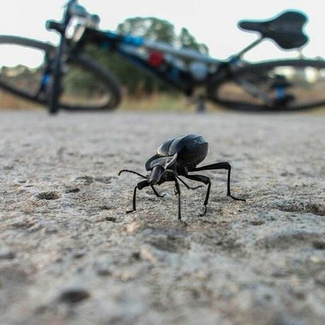 foto trek escarabajo