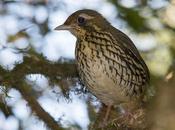 Tovaca común (Short-tailed Antthrush) Chamaeza capanisona