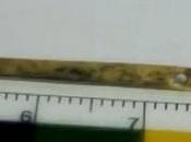 ¿Quién confeccionó esta precisa impresionante aguja hace 50.000 años?