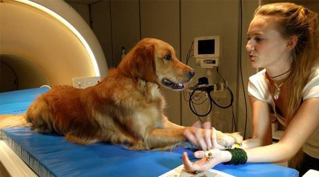 estudio demuestra que los perros entienden lo que decimos