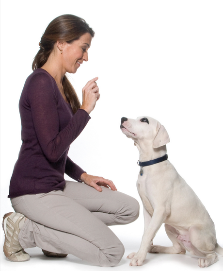 Un estudio demuestra que los perros entienden lo que decimos