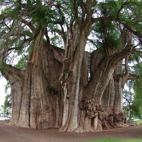 árbol. Tule. oaxaca. México, ahuehuete, viejo del agua,