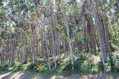 Disfruta en Vizcaya la ruta MTB Amorebieta – Lekeitio