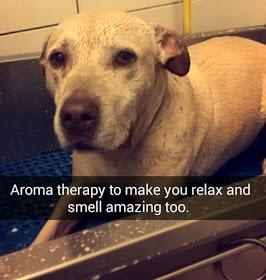 Contó el último día de su perra enferma a través de Snapchat