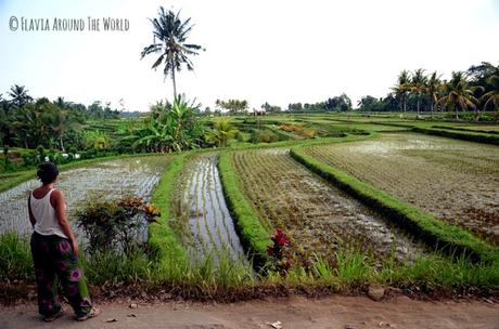 campos arroz bali