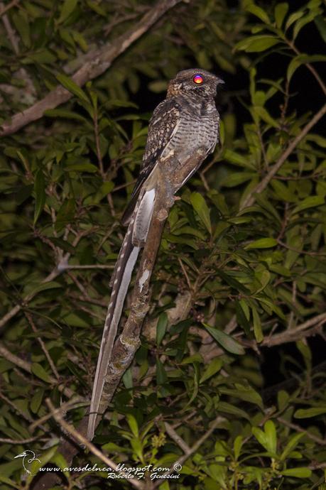 Atajacaminos tijera (Scissor-tailded Nightjar) Hydropsalis torquata