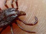 Crimea-Congo: virus garrapata