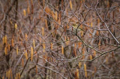 El mosquitero camuflado