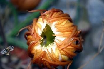 Abejas visitando cactus - Bees visiting cactus.