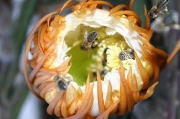 Abejas visitando cactus - Bees visiting cactus.