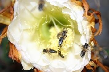 Abejas visitando cactus - Bees visiting cactus.