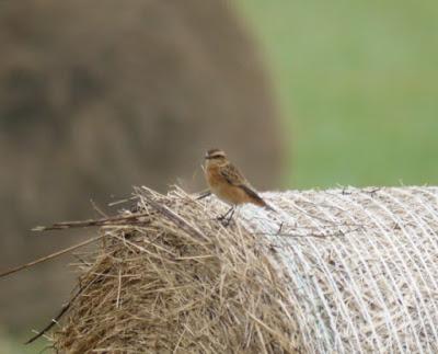 Tarabillas norteñas por Verdicio