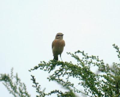 Tarabillas norteñas por Verdicio
