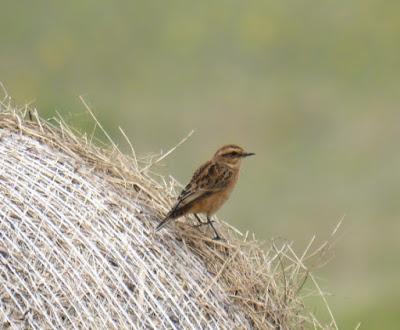 Tarabillas norteñas por Verdicio