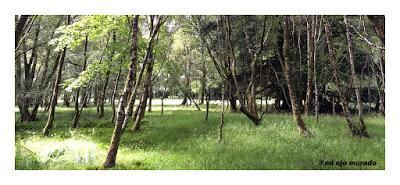 Por el verde de Irlanda