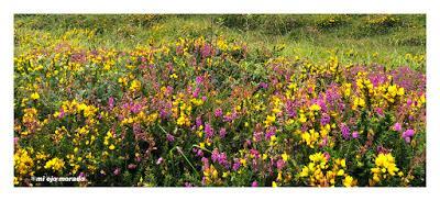 Por el verde de Irlanda