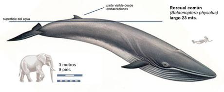 Québec (1): Las ballenas de Tadoussac y otras visitas interesantes al norte de la ciudad de Québec