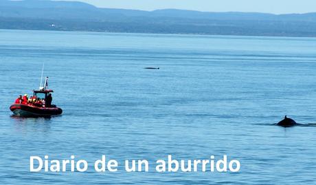 Québec (1): Las ballenas de Tadoussac y otras visitas interesantes al norte de la ciudad de Québec