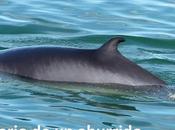 Québec (1): ballenas Tadoussac otras visitas interesantes norte ciudad