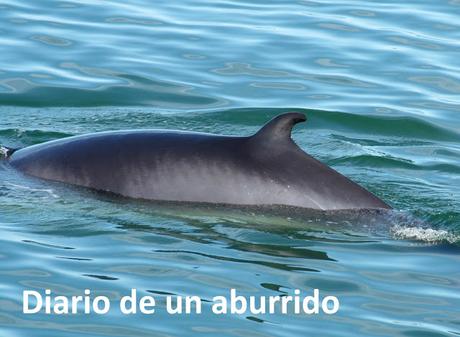 Québec (1): Las ballenas de Tadoussac y otras visitas interesantes al norte de la ciudad de Québec