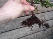 Oliana Bonsai Cotoneaster