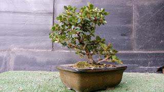 Oliana Bonsai : Cotoneaster +2 -1