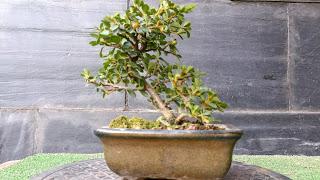 Oliana Bonsai : Cotoneaster +2 -1