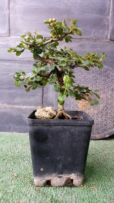 Oliana Bonsai : Cotoneaster +2 -1