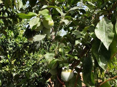 EN PLENA TEMPORADA DE FRUTAS