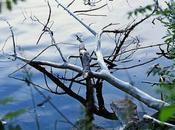 Observación pequeñas cosas.