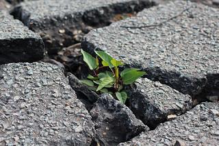 Superar la adversidad