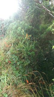 ¿Puntos limpios en Anaga o escombreras- vivero de flora invasora?