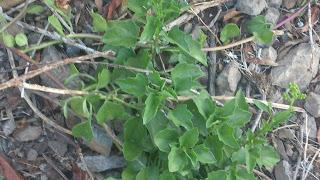 ¿Puntos limpios en Anaga o escombreras- vivero de flora invasora?