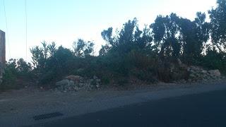 ¿Puntos limpios en Anaga o escombreras- vivero de flora invasora?