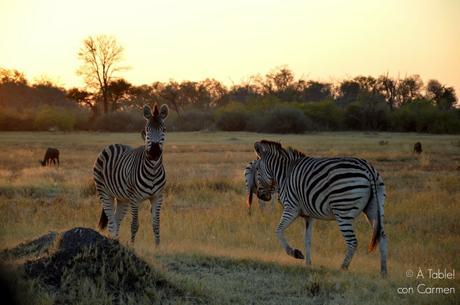 Safari en Botswana