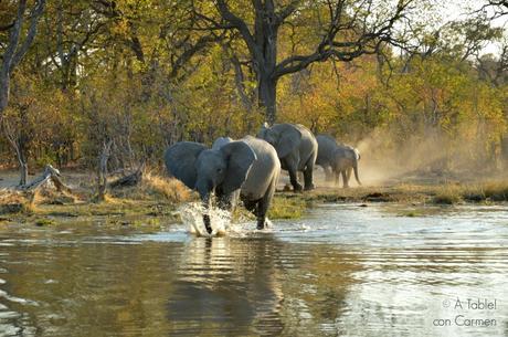 Safari en Botswana