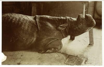 Dos rinocerontes indonesios al borde de la extinción Dos rinocerontes indonesios al borde de la extinción