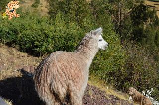 Qué ver en el Valle Sagrado - Perú?