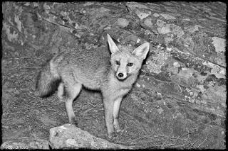 Nocturnas desde el Barranco de La Hoz