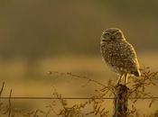 Lechucita vizcachera (Burrowing Owl) Athene cunicularia