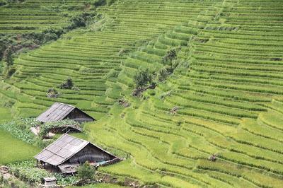Cielo azul, arrozales y montañas verdes, respira! (Sapa - Lao Cai, día 6 #vietnamim16)
